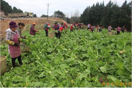 丰收的菜地里,这儿的农民好欢喜