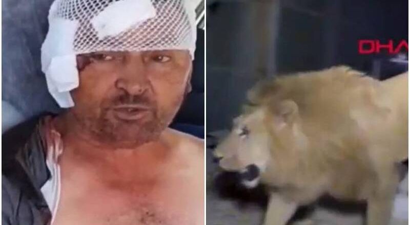 獅子凌晨脫逃襲人！ 土耳其農夫遭撲咬 搏命20分鐘掐喉才脫困