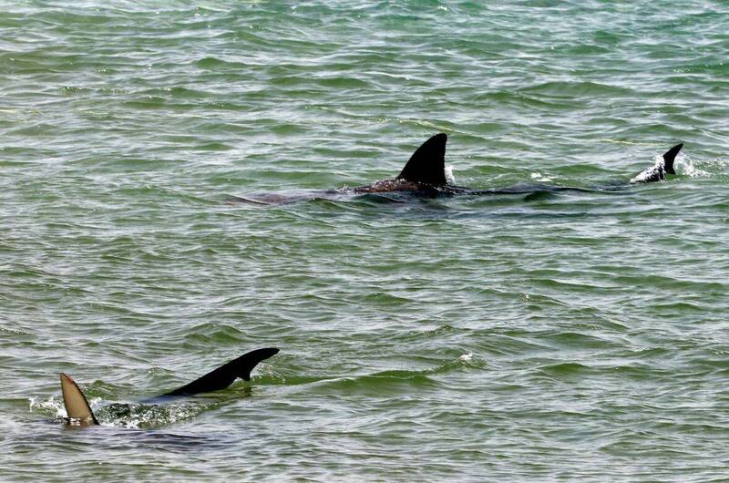 美国佛罗里达州1名男子6日在新士麦那海滩冲浪时遭鲨鱼攻击，示意图。（法新社）