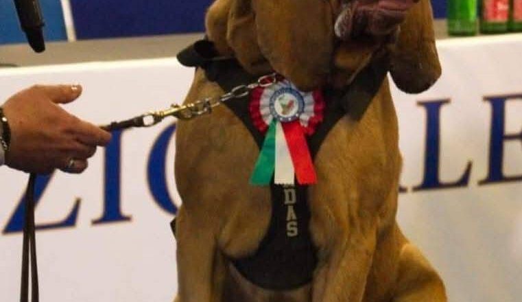 憾！義大利嗅探犬曾尋獲9失蹤者 被投喂塞滿釘子的香腸致死