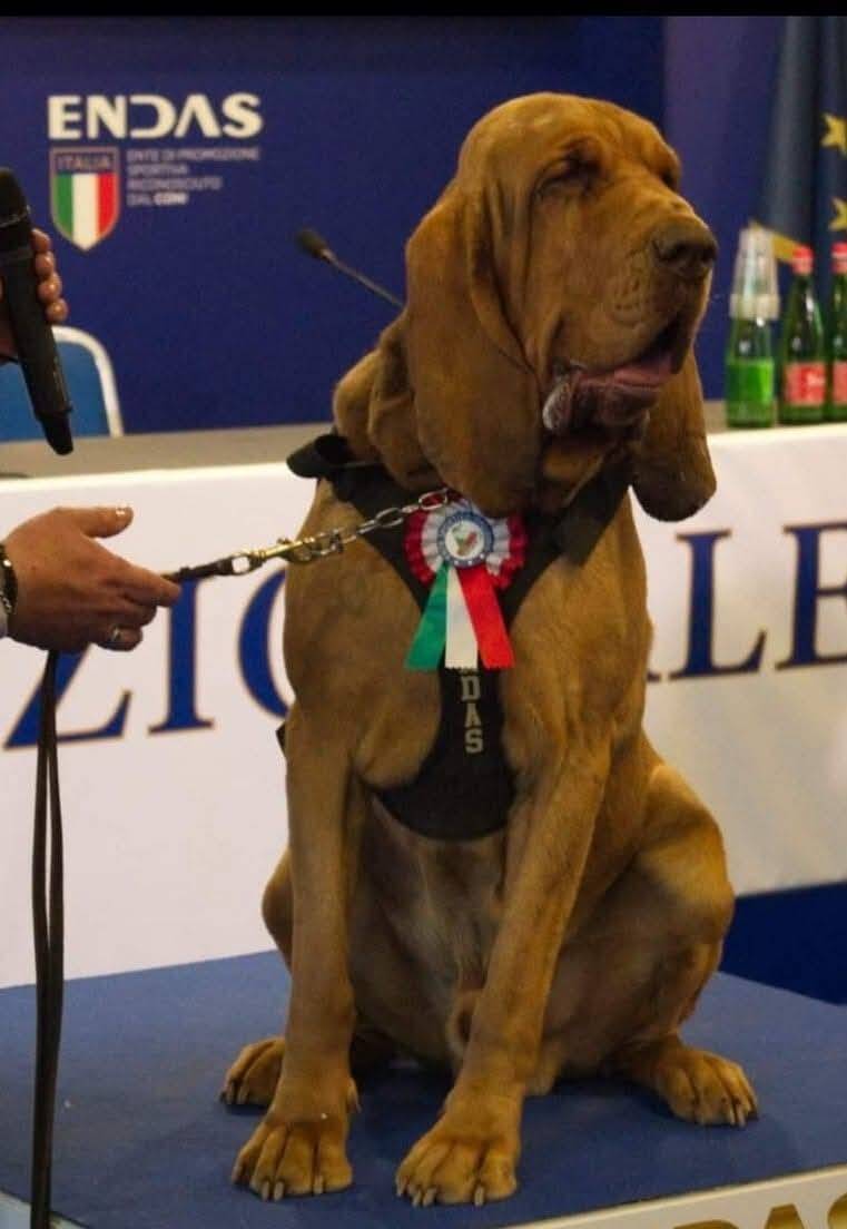 曾尋獲9名失蹤者的義大利英雄嗅探犬布魯諾，被投喂塞滿釘子的香腸後死亡。（圖擷自Arcangelo Caressa臉書）