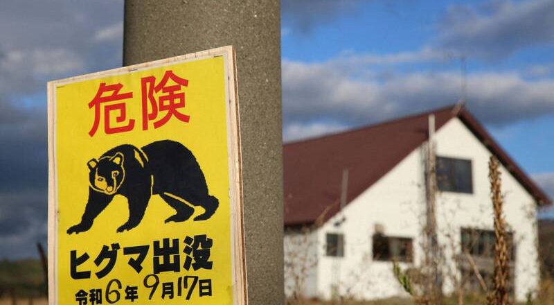 太危险!北海道送报员倒地身亡 竟是遭熊只袭击