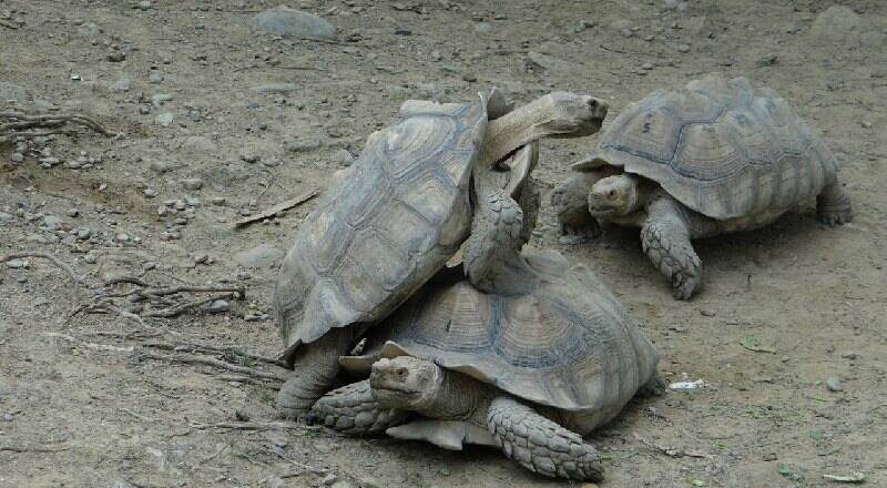 动物园的蝴蝶也有人偷！19年前7保育龟也遭窃