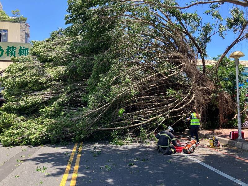 草屯镇敦和国小外的路树倒塌,女骑士行经被压死,学校赔288.3万元确定。(资料照,民众提供) 草屯镇敦和国小外的路树倒塌,女骑士行经被压死,学校赔288.3万元确定。(资料照,民众提供)