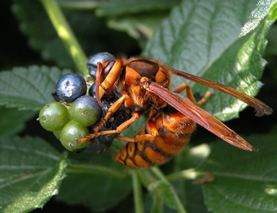 日本北海道芽室町公园网球场发生蜂群螫人事件,一共有17人被螫伤。日本黄蜂示意图。(图撷自九州大学农学院网站) 日本北海道芽室町公园网球场发生蜂群螫人事件,一共有17人被螫伤。日本黄蜂示意图。(图撷自九州大学农学院网站)