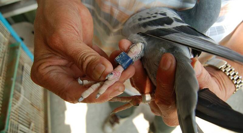 20多鸽主受害！掳鸽勒赎3人组被判刑