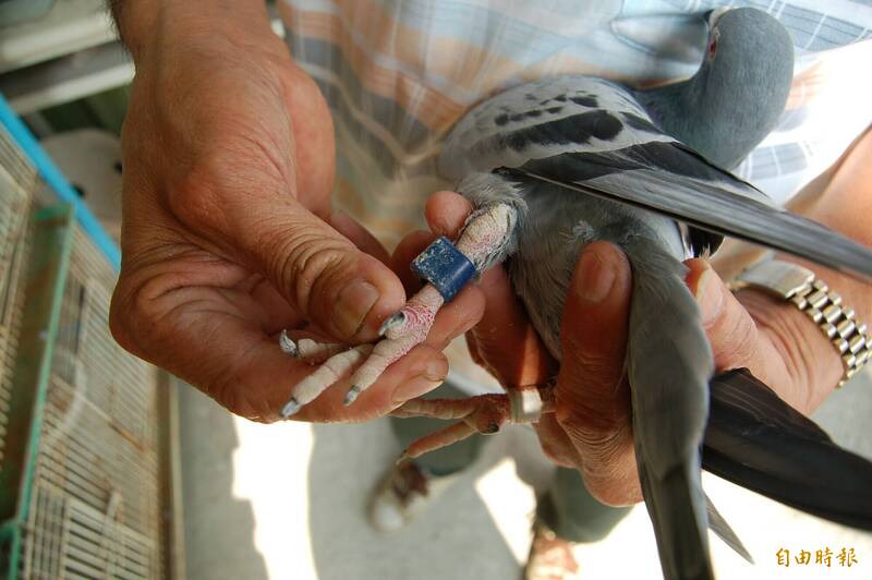 洪男等人收购停憩渔船被捕获的赛鸽再向饲主勒赎金钱,被屏东地院判处4年不等徒刑。示意照,非本案赛鸽。(记者李立法摄) 洪男等人收购停憩渔船被捕获的赛鸽再向饲主勒赎金钱,被屏东地院判处4年不等徒刑。示意照,非本案赛鸽。(记者李立法摄)