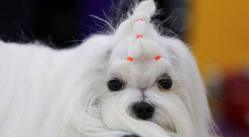 象征时尚、有亲密感！ 南韩民众偏爱小型纯种犬