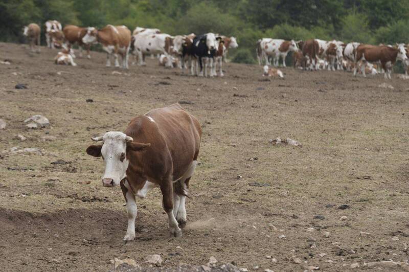 塞尔维亚苏瓦山脉发生近年来最严重的干旱，牛只只能在干裂的土地上行走。（美联社）