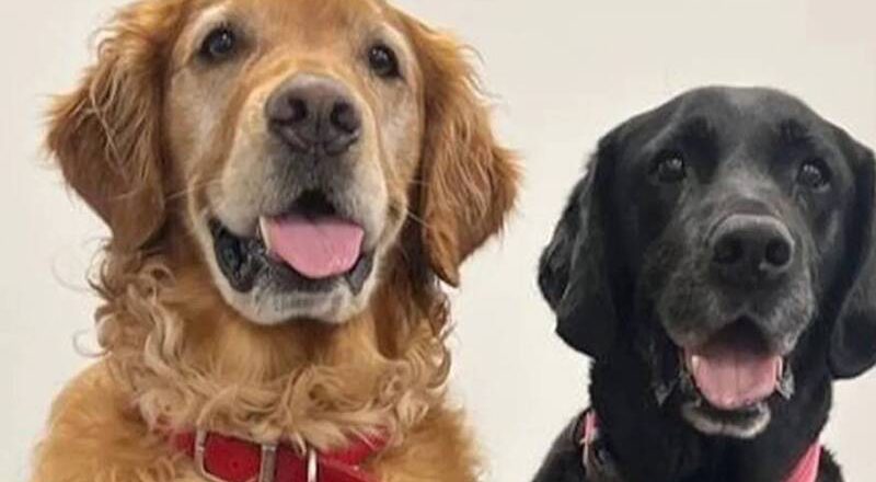 灵犬鼻子比仪器准？研究证实：狗狗嗅出帕金森氏症 准确率达98％