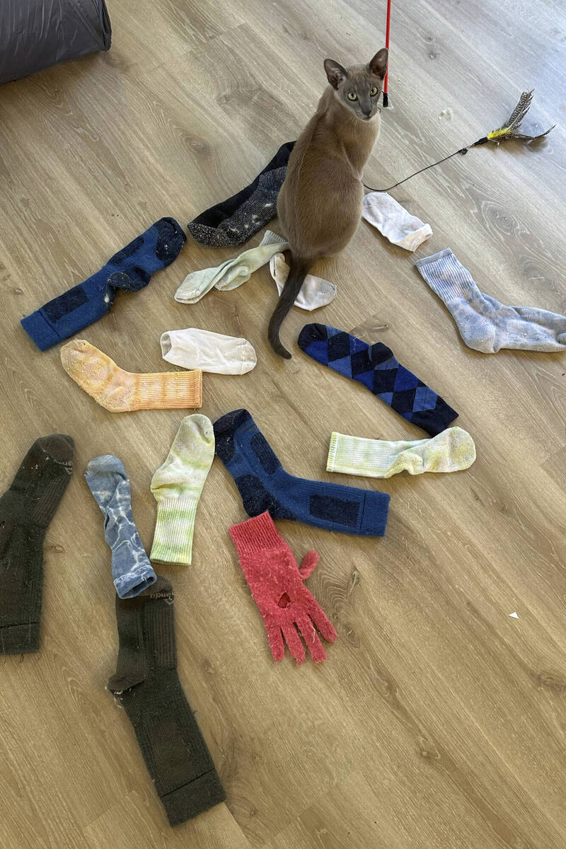 纽西兰奥克兰一只猫咪里欧，每天出门偷衣服，从内裤到高价毛衣，通通成了牠的「战利品」。（美联社）