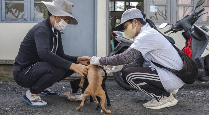 赴峇里岛旅游要小心！今年狂犬病已致6死