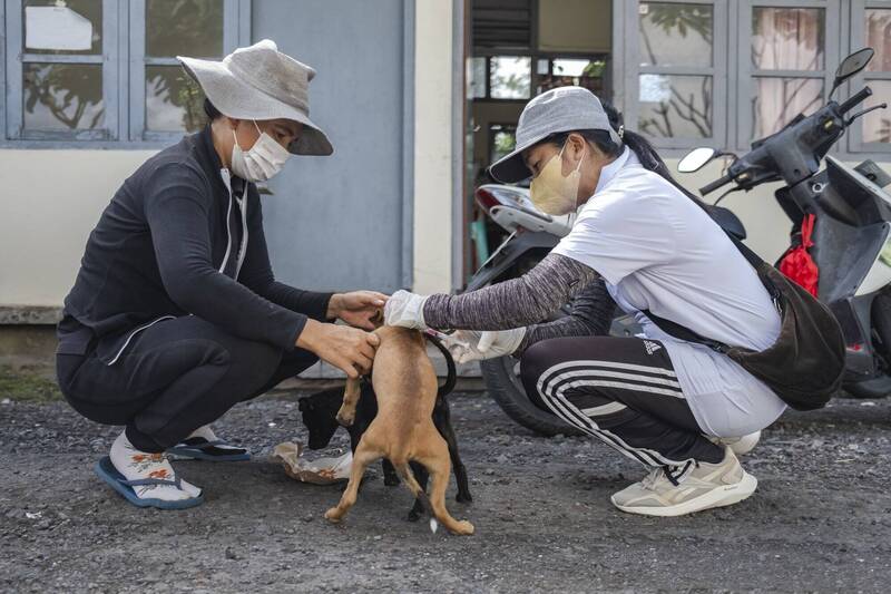 印尼峇里岛爆发了狂犬病疫情，今年已有6人死亡。图为峇里岛兽医为小狗接种疫苗。（欧新社）