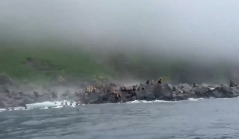 一群海狮在地震当下吓得跳海逃生。(撷取自Uncensored News/X) 一群海狮在地震当下吓得跳海逃生。(撷取自Uncensored News/X)