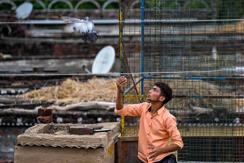 有民众认为，喂食鸽子早已成为印度文化中的一部分，资料照。（法新社）