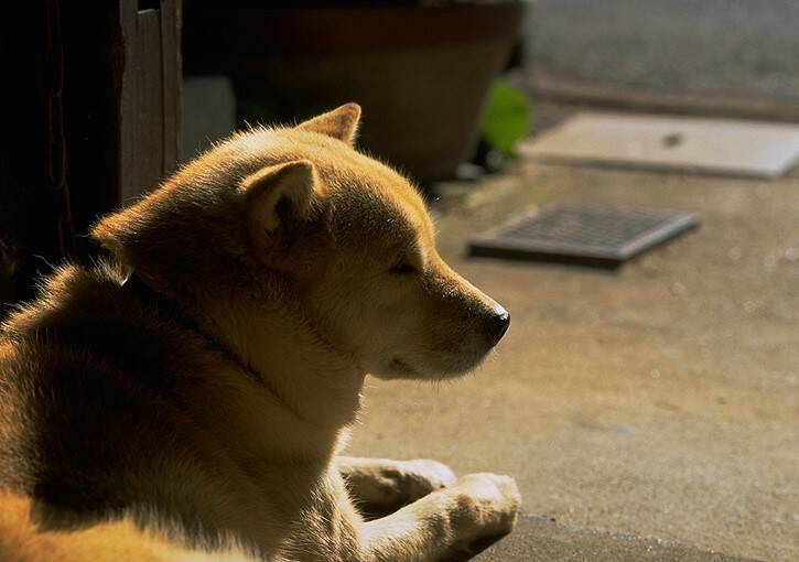 美国生技公司研发一款长效植入装置OKV-119，帮助狗狗与猫咪减重，预计最快于2028年问世，示意图。（情境照）