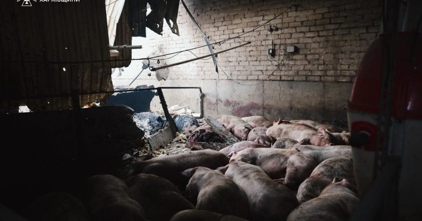 俄军攻击再波及无辜动物 乌克兰农场大火1.3万头猪只亡