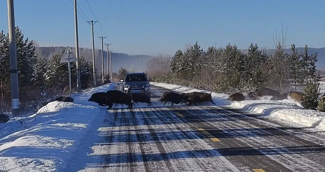 1CE51FEF63115D561E89829206C56D369FFAC281_size129_w1206_h639 1CE51FEF63115D561E89829206C56D369FFAC281_size129_w1206_h639